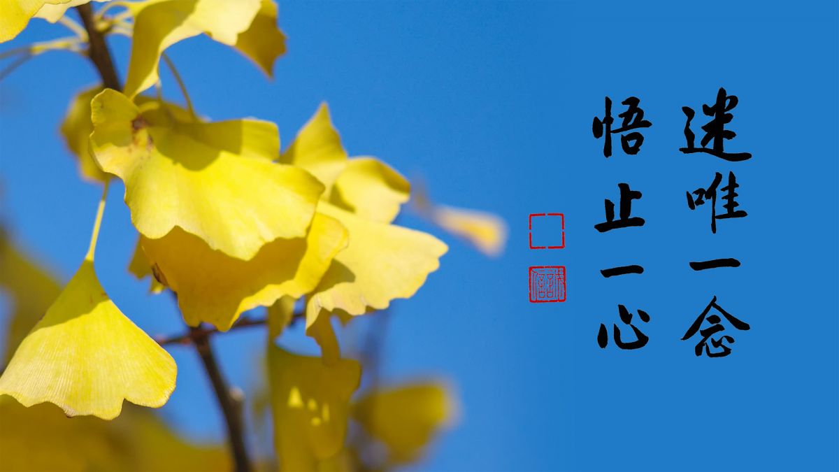 被佛法迷了 冤枉啊-第1950集