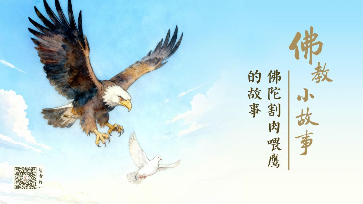 佛陀割肉喂鹰的故事-第239集